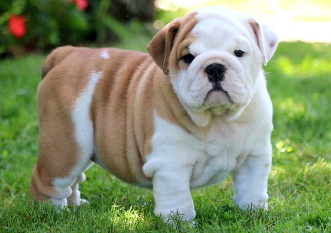 English Bulldog Puppy What is the Perfect Dog for Small Living Spaces? - 1