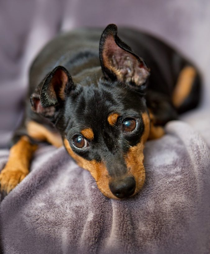 Miniature Pinscher dog 1 What is the Perfect Dog for Small Living Spaces? - 12