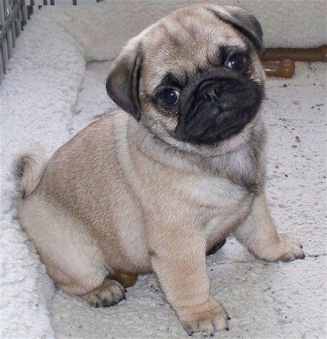 Pug dog 2 What is the Perfect Dog for Small Living Spaces? - 10