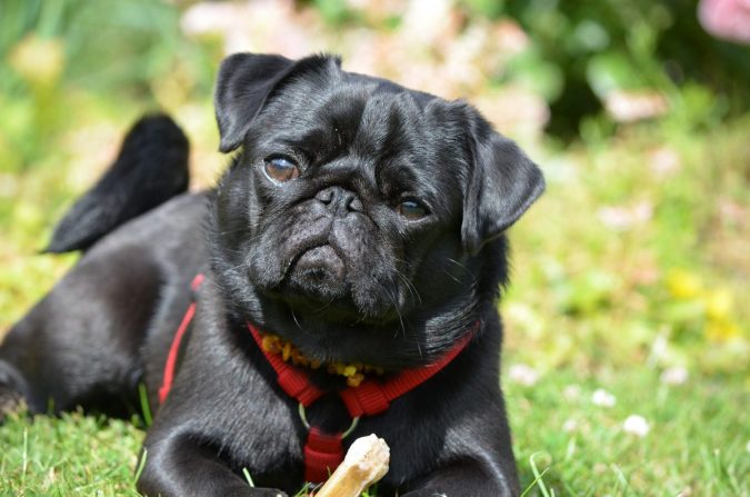Pug dog What is the Perfect Dog for Small Living Spaces? - 11