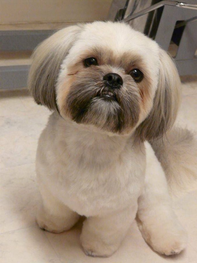 Shih Tzu dog 2 What is the Perfect Dog for Small Living Spaces? - 3