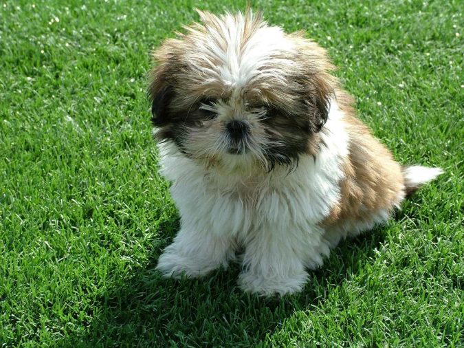 Shih Tzu dog What is the Perfect Dog for Small Living Spaces? - 2