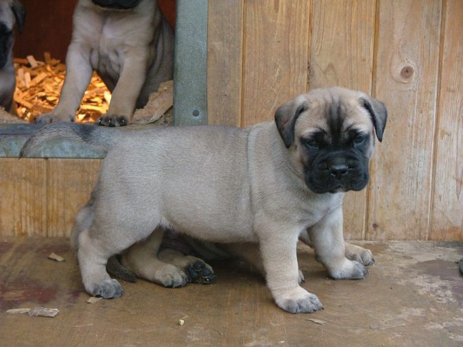 bullmastiff-pups-675x506 What is the Perfect Dog for Small Living Spaces?