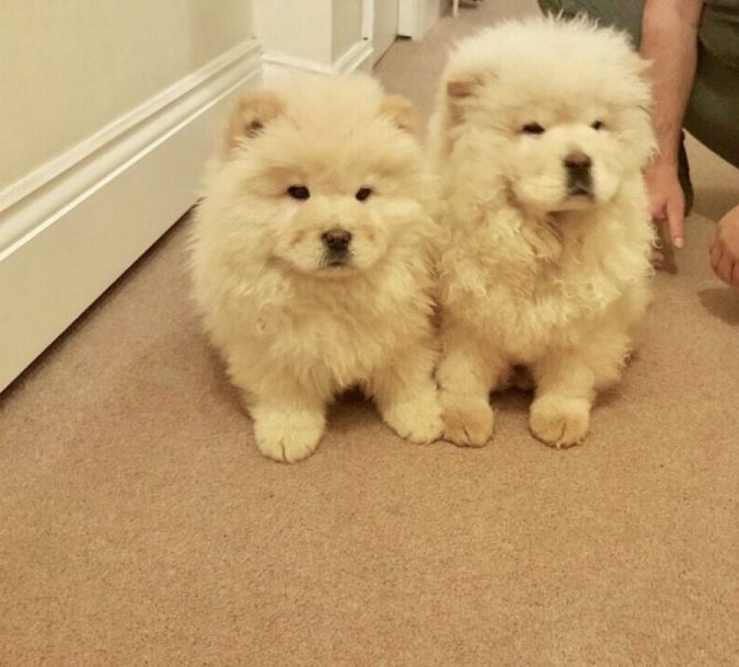 chow chow puppies What is the Perfect Dog for Small Living Spaces? - 5