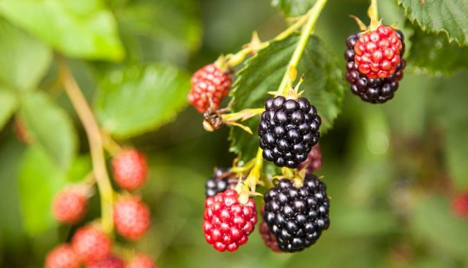home garden blackberry Top 7 Best Ideas to Revamp Your Garden - 30