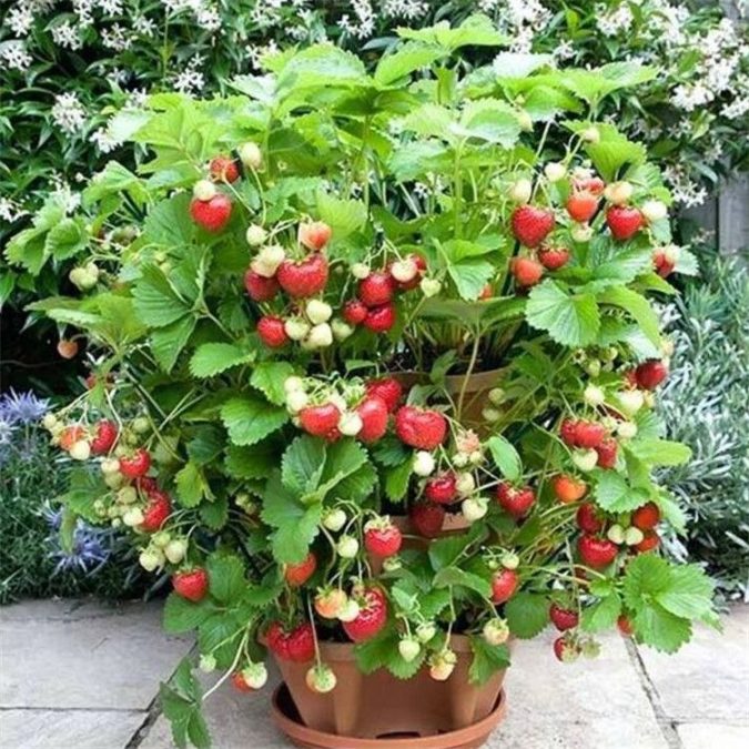 home garden strawberry Top 7 Best Ideas to Revamp Your Garden - 31