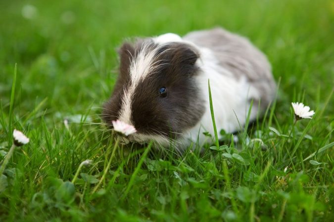 home garden with guinea pig Top 7 Best Ideas to Revamp Your Garden - 15