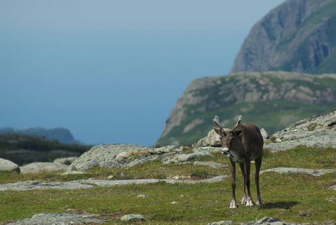 5 Hidden Gems to Visit in Canada 5 Gros Morne National Park Canada 4 5 Hidden Gems to Visit in Canada - 5