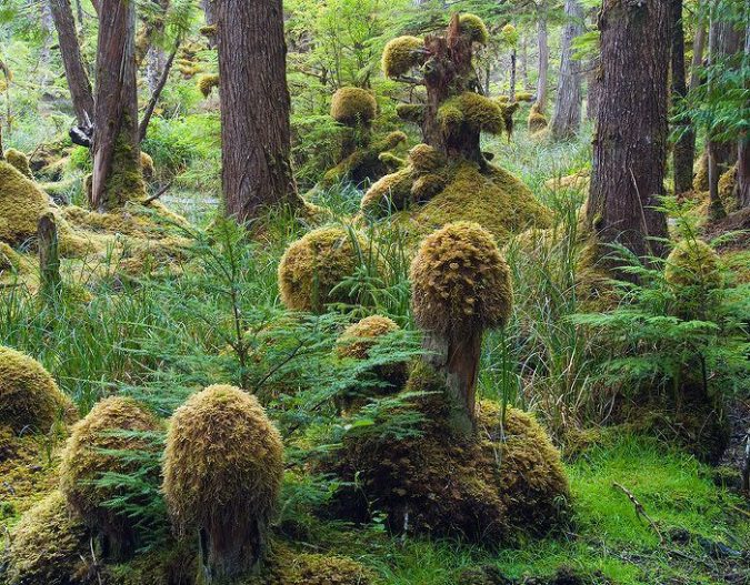 5 Hidden Gems to Visit in Canada 11 Haida Gwaii Canada 3 5 Hidden Gems to Visit in Canada - 11