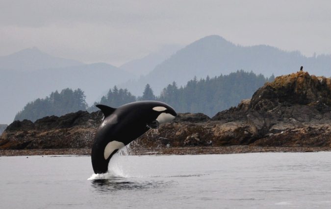 5 Hidden Gems to Visit in Canada 12 Haida Gwaii island Canada whales and dolphins full breach Parks Canada C.Bergman 5 Hidden Gems to Visit in Canada - 12