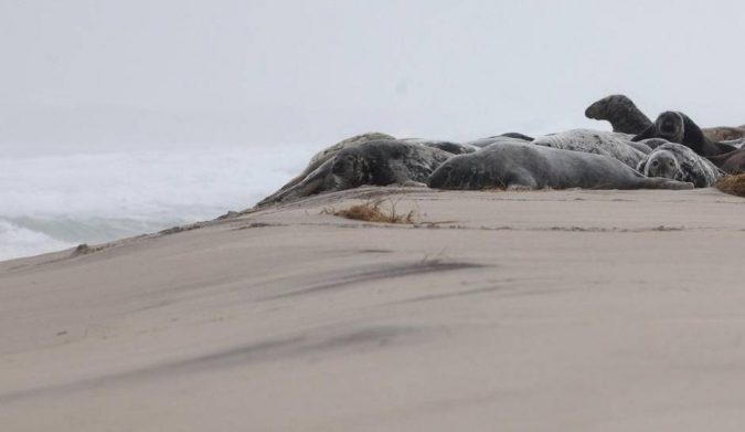5 Hidden Gems to Visit in Canada 7 Sable Island National Park Reserve Canada 3 5 Hidden Gems to Visit in Canada - 7