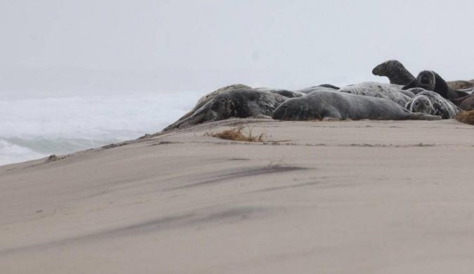 Sable-Island-National-Park-Reserve-Canada-3-675x391 5 Hidden Gems to Visit in Canada