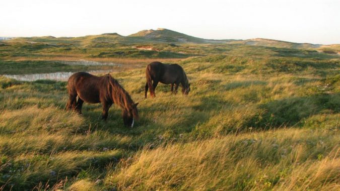 Sable Island National Park Reserve Canada 4 5 Hidden Gems to Visit in Canada - 8