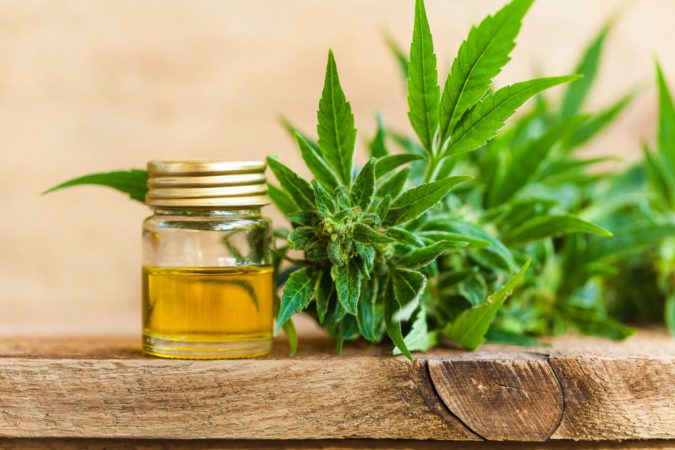 Cannabis oil for dogs 2 10 Reasons Why Your Dog Needs Cannabis Oil - 3