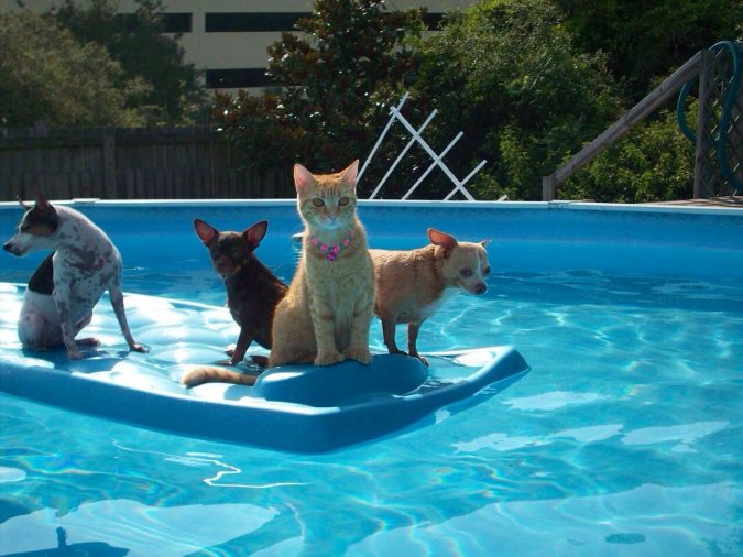 Top 15 Must-Follow Pool Maintenance Tips 26 Keeping Animals Away Top 15 Must-Follow Pool Maintenance Tips - 26