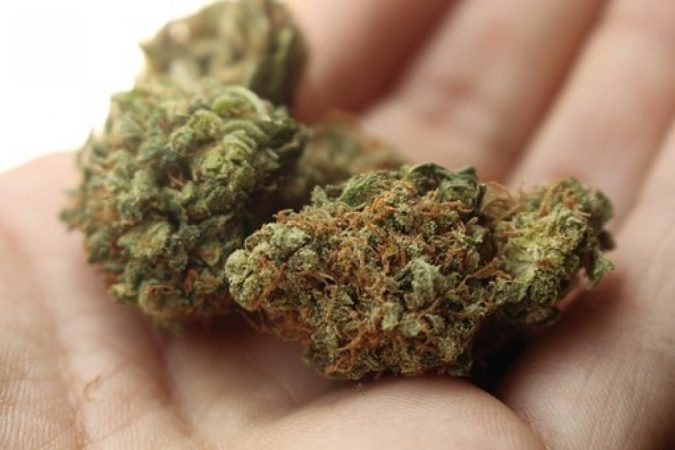 10 Reasons Why Your Dog Needs Cannabis Oil 11 cannabis for dogs 10 Reasons Why Your Dog Needs Cannabis Oil - 11