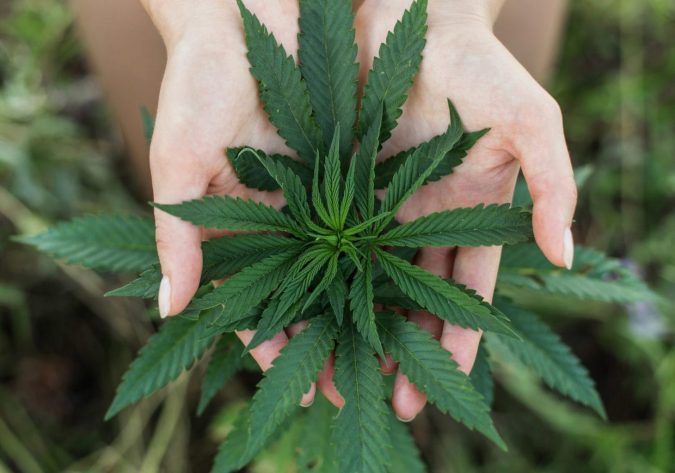 10 Reasons Why Your Dog Needs Cannabis Oil 21 cannabis plant 2 10 Reasons Why Your Dog Needs Cannabis Oil - 21