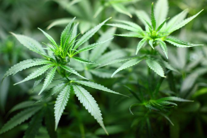 10 Reasons Why Your Dog Needs Cannabis Oil 15 cannabis plant 10 Reasons Why Your Dog Needs Cannabis Oil - 15
