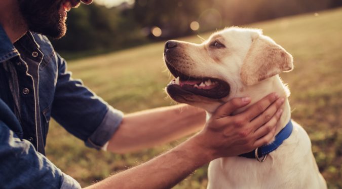 10 Reasons Why Your Dog Needs Cannabis Oil 5 dog 2 10 Reasons Why Your Dog Needs Cannabis Oil - 5