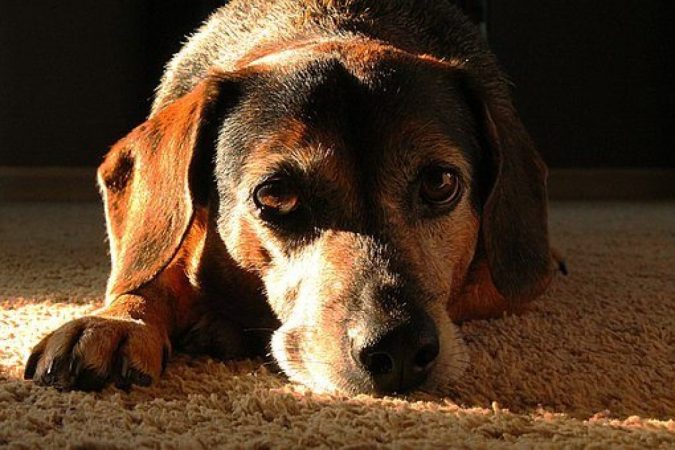 10 Reasons Why Your Dog Needs Cannabis Oil 10 dog 4 10 Reasons Why Your Dog Needs Cannabis Oil - 10