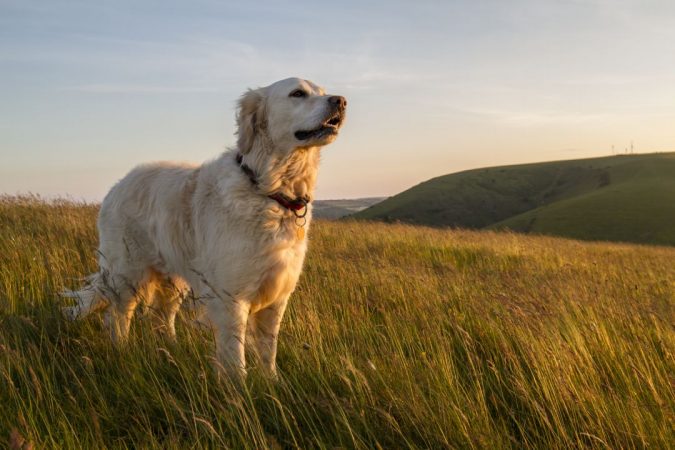 10 Reasons Why Your Dog Needs Cannabis Oil 14 dog 5 10 Reasons Why Your Dog Needs Cannabis Oil - 14