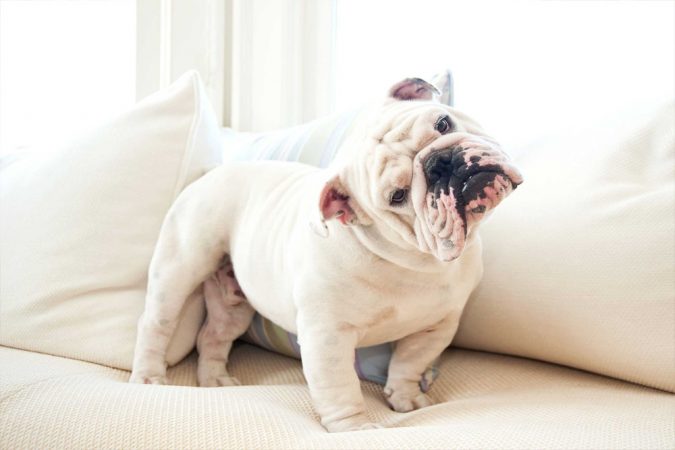 10 Reasons Why Your Dog Needs Cannabis Oil 2 dog 10 Reasons Why Your Dog Needs Cannabis Oil - 2