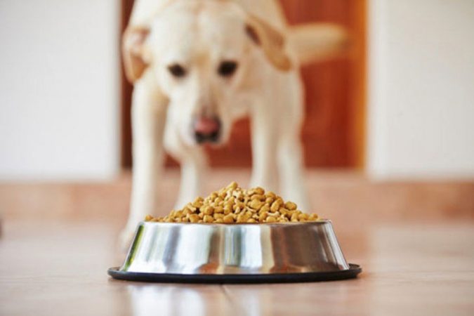 10 Reasons Why Your Dog Needs Cannabis Oil 17 dog 7 10 Reasons Why Your Dog Needs Cannabis Oil - 17