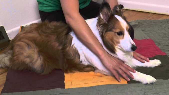 10 Reasons Why Your Dog Needs Cannabis Oil 20 dog 8 10 Reasons Why Your Dog Needs Cannabis Oil - 20