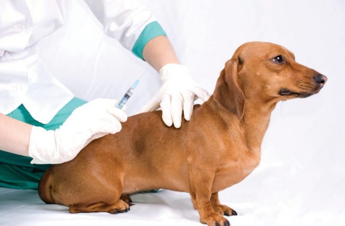 10 Reasons Why Your Dog Needs Cannabis Oil 18 dog Diabetes 10 Reasons Why Your Dog Needs Cannabis Oil - 18