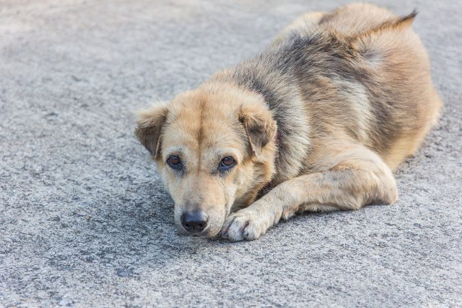 10 Reasons Why Your Dog Needs Cannabis Oil 16 dog Inflammatory Bowel Disease 10 Reasons Why Your Dog Needs Cannabis Oil - 16