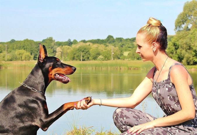10 Reasons Why Your Dog Needs Cannabis Oil 9 dog and lady holdong hands 10 Reasons Why Your Dog Needs Cannabis Oil - 9
