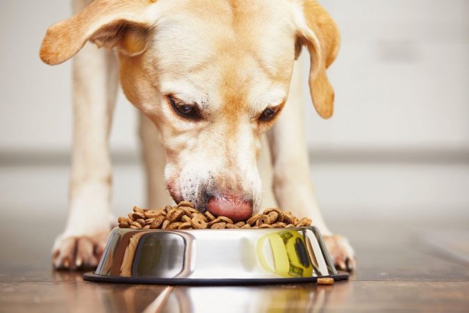 10 Reasons Why Your Dog Needs Cannabis Oil 13 dog eating 10 Reasons Why Your Dog Needs Cannabis Oil - 13