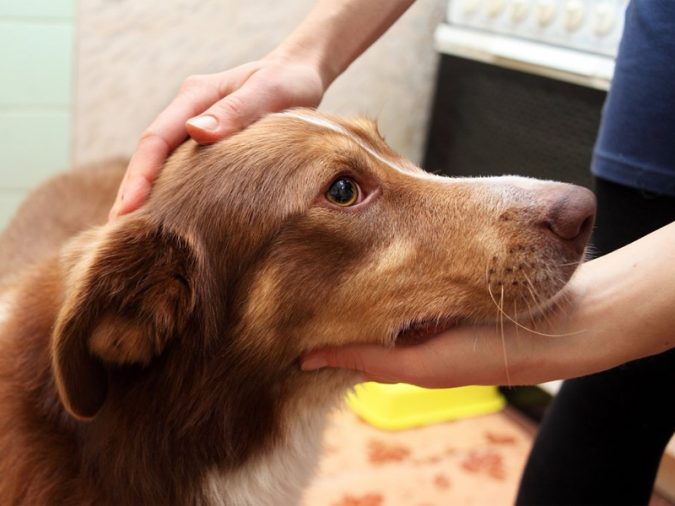 10 Reasons Why Your Dog Needs Cannabis Oil 6 dog epilepsy 10 Reasons Why Your Dog Needs Cannabis Oil - 6