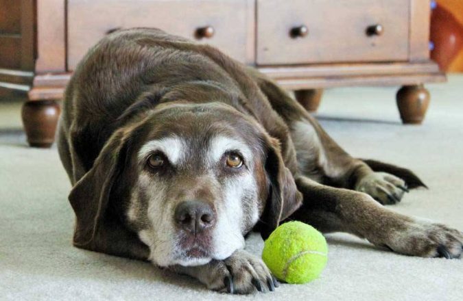 10 Reasons Why Your Dog Needs Cannabis Oil 4 dog in pian from arthritis 10 Reasons Why Your Dog Needs Cannabis Oil - 4