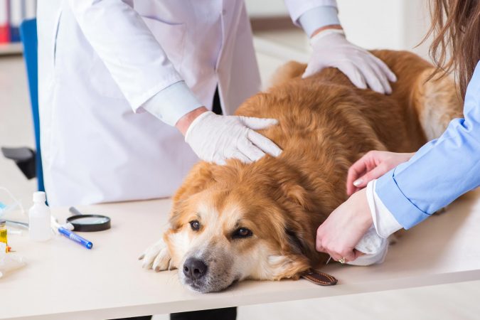 10 Reasons Why Your Dog Needs Cannabis Oil 8 dog neck and back pain 10 Reasons Why Your Dog Needs Cannabis Oil - 8