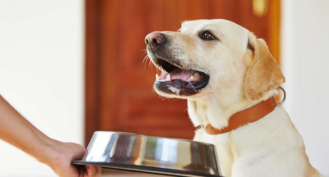 10 Reasons Why Your Dog Needs Cannabis Oil 12 dog wont eat 10 Reasons Why Your Dog Needs Cannabis Oil - 12