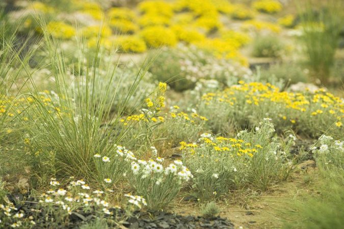 Creating an Environmentally Friendly Garden through Xeriscaping 7 intensive gardening plan water wise garden Creating an Environmentally Friendly Garden through Xeriscaping - 7