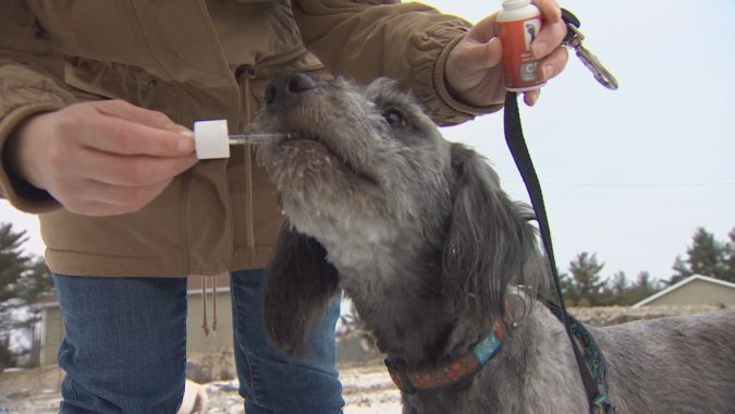 10 Reasons Why Your Dog Needs Cannabis Oil 19 pet dog cannabis oil 10 Reasons Why Your Dog Needs Cannabis Oil - 19