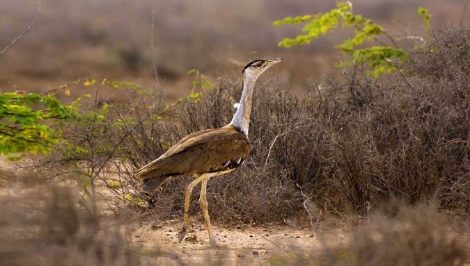 6 Top Reasons to Visit India 10 Desert National Park india 6 Top Reasons to Visit India - 10