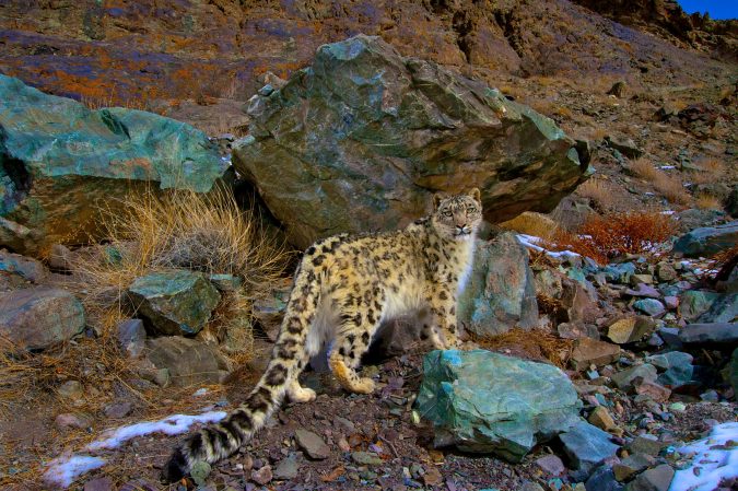 6 Top Reasons to Visit India 11 Hemis National Park india 6 Top Reasons to Visit India - 11