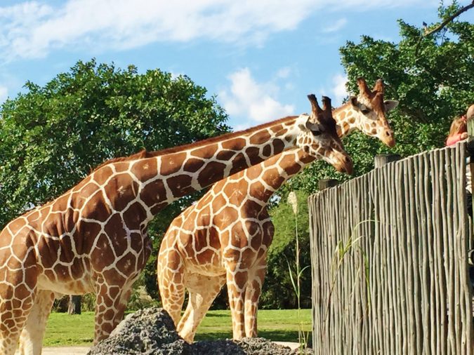 Miami Zoo Top 6 Outdoor Activities Miami Has to Offer - 13