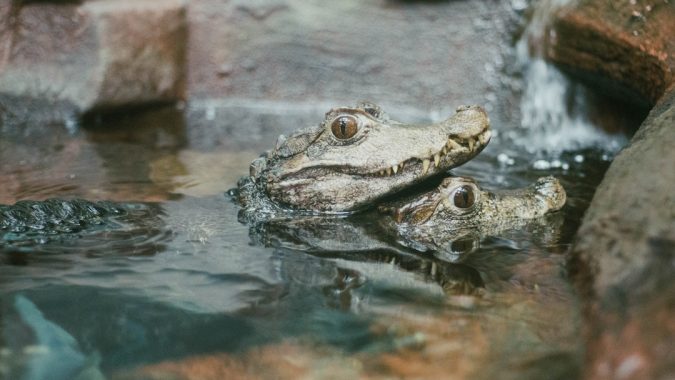 baby alligators Top 6 Outdoor Activities Miami Has to Offer - 6