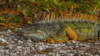 iguana Top 6 Outdoor Activities Miami Has to Offer - 7 Eye color psychology