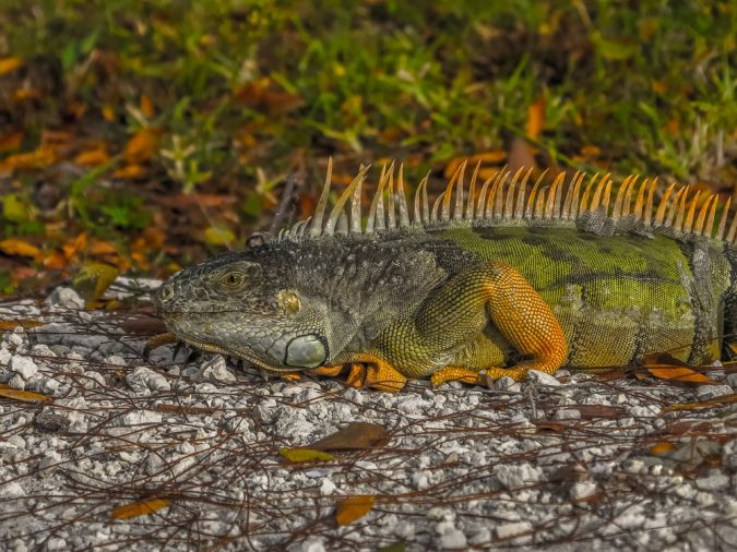 iguana Top 6 Outdoor Activities Miami Has to Offer - 1