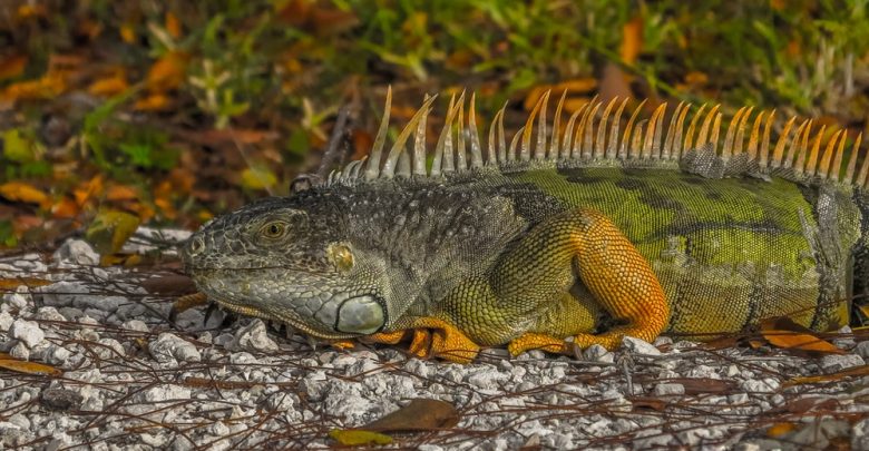 iguana Top 6 Outdoor Activities Miami Has to Offer - Miami travel guide 1