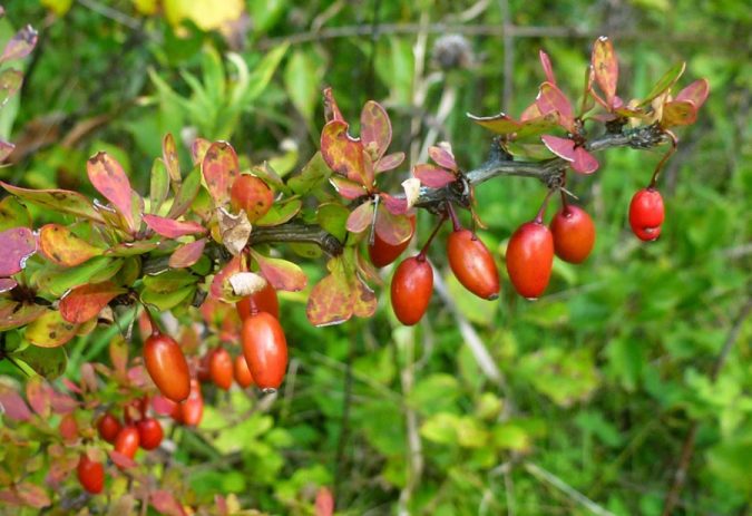 jbarberryfruit Top 10 Food Supplements That Can Ruin the Liver - 2