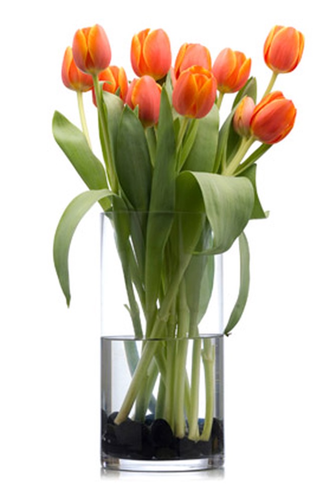 cut flowers tulips vase How to Make Cut Flowers Last Longer? - 10