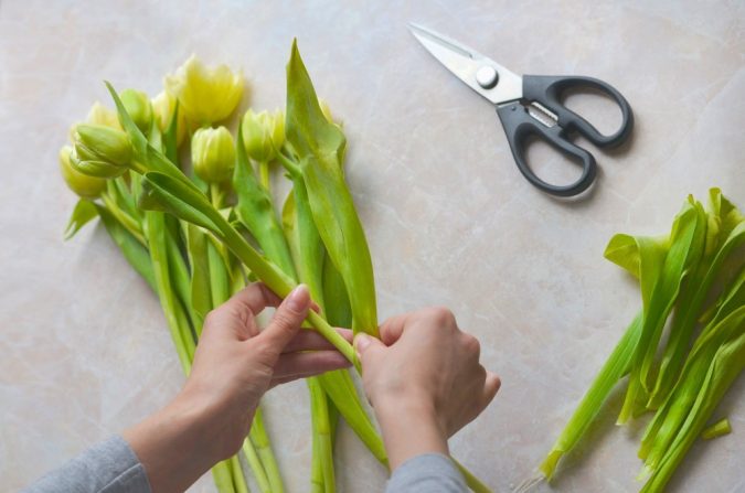 cutting tulips florist How to Make Cut Flowers Last Longer? - 3