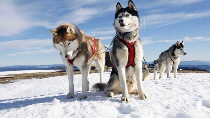 travel-Dogsledding-2-675x380 6 Types of Outdoor Travel Adventures to Experience