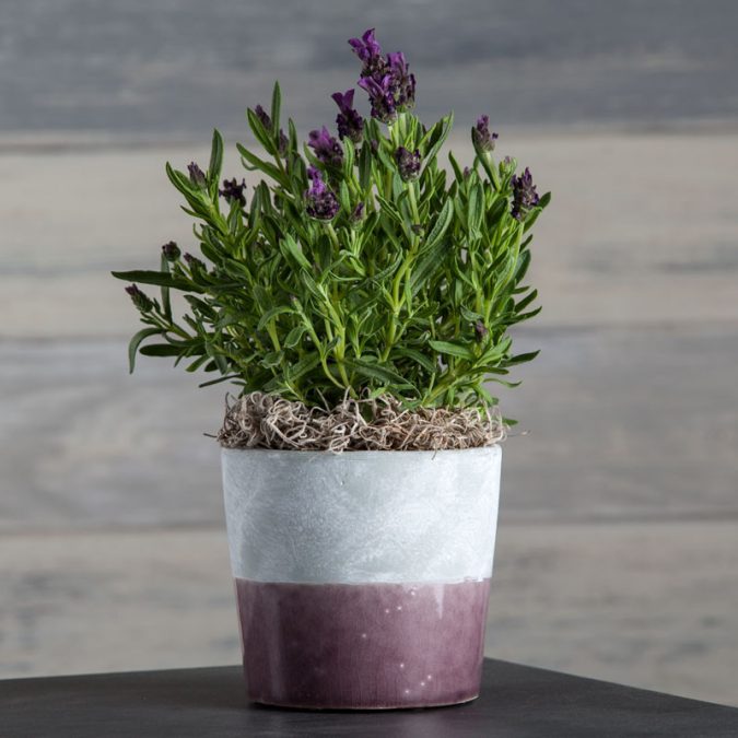 Aromatic lavender in a purple Circa pot Top 15 Creative Mother's Day Gift Ideas - 17